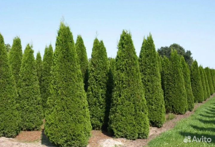 Туя смарагд оптом