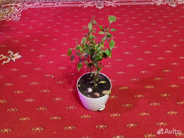 Обмен на растение