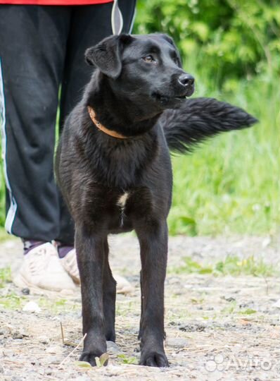 Омега (Оми). 10 месяцев, ищет дом