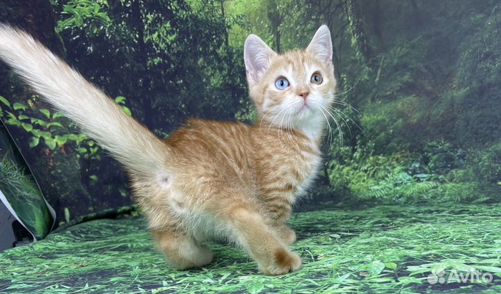 Красивый котик