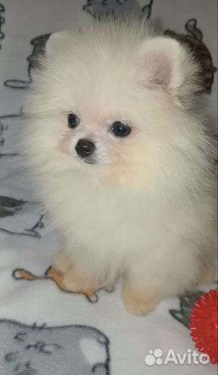 Мини шпиц мальчик