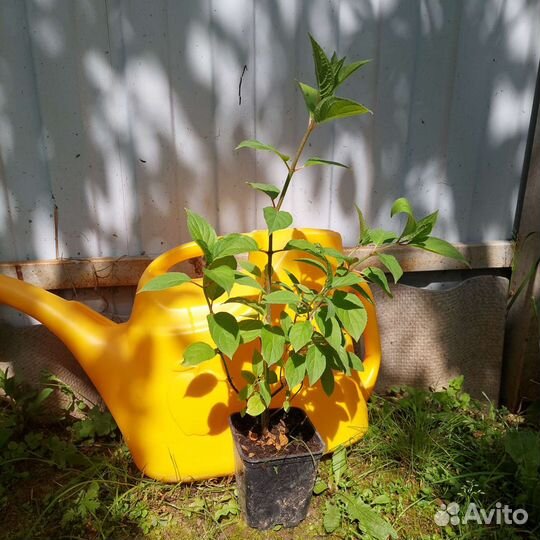 Гортензия Полярный медведь (Polar bear)