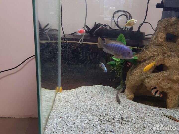 Аквариумная рыбка