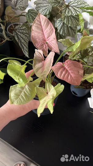 Комнатные растения