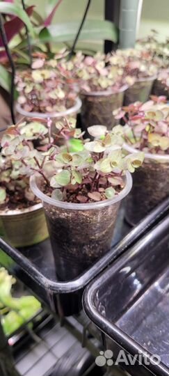 Традесканция