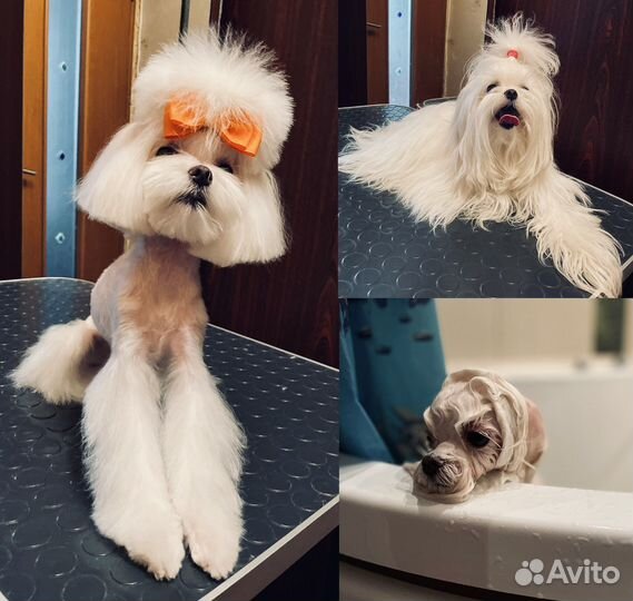 Груминг. Стрижка собак, экспресс-линька, тримминг