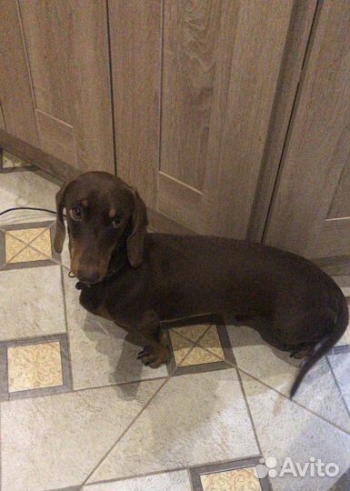 Вязка кобель такса