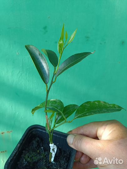 Саженцы мандарина