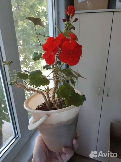 Герань с ведёрком