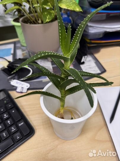 Алоэ древовидное, саккулент