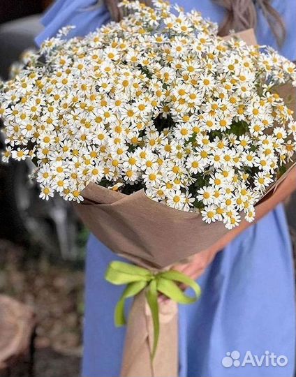 Цветы ромашки