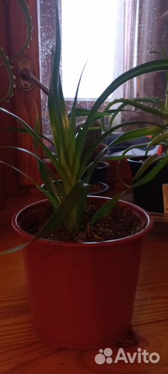 Хлорофитум