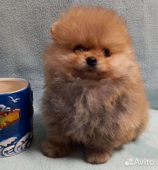 Щенки шпица девочки и мальчики