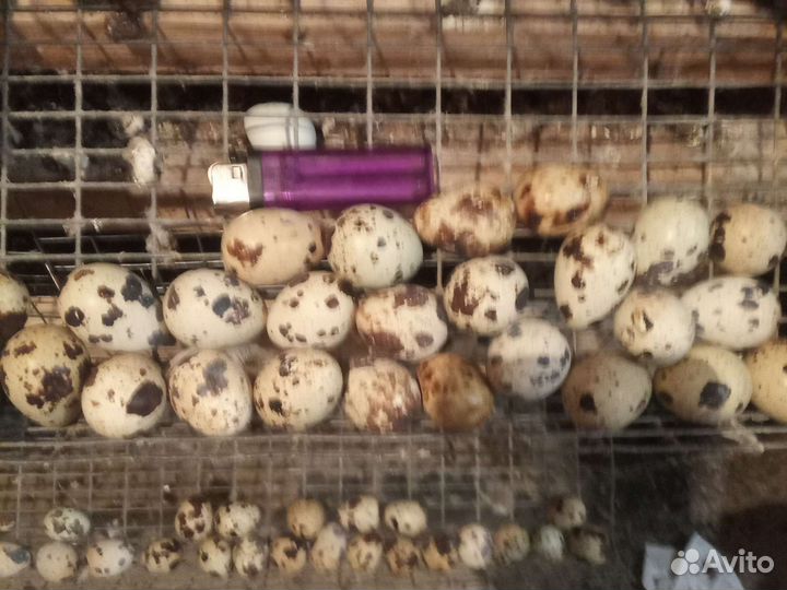 Перепела несушки