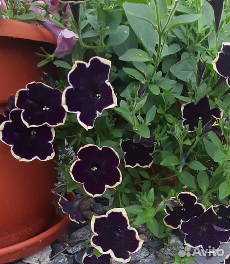 Петунья Рим Маджента