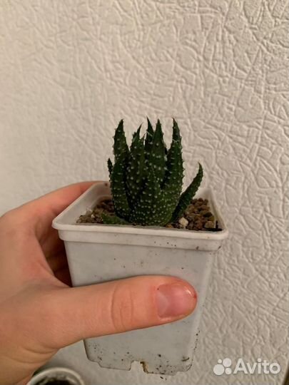 Хавортии разные