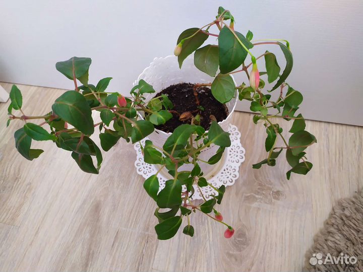 Фуксия черенки