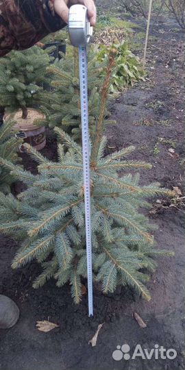 Ель голубая