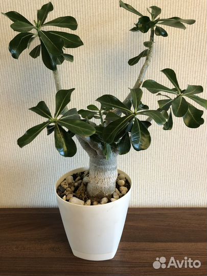 Адениум взрослый