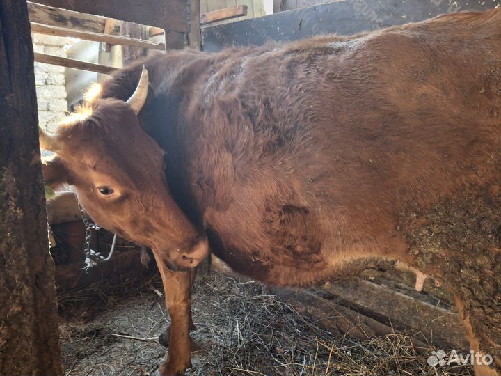 Корова стельная