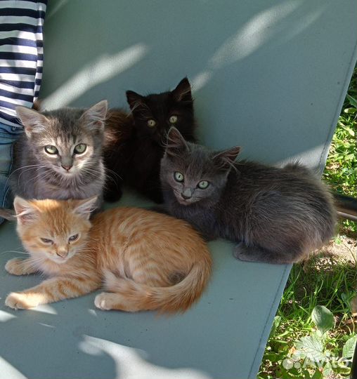 Котята в добрые руки