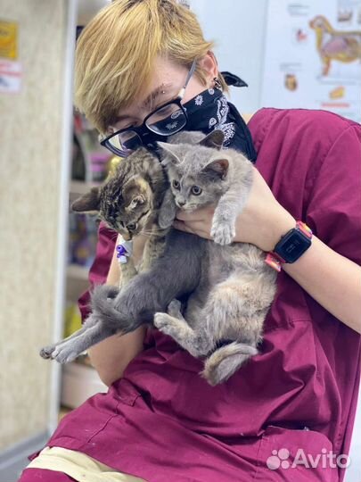 Передержка животных