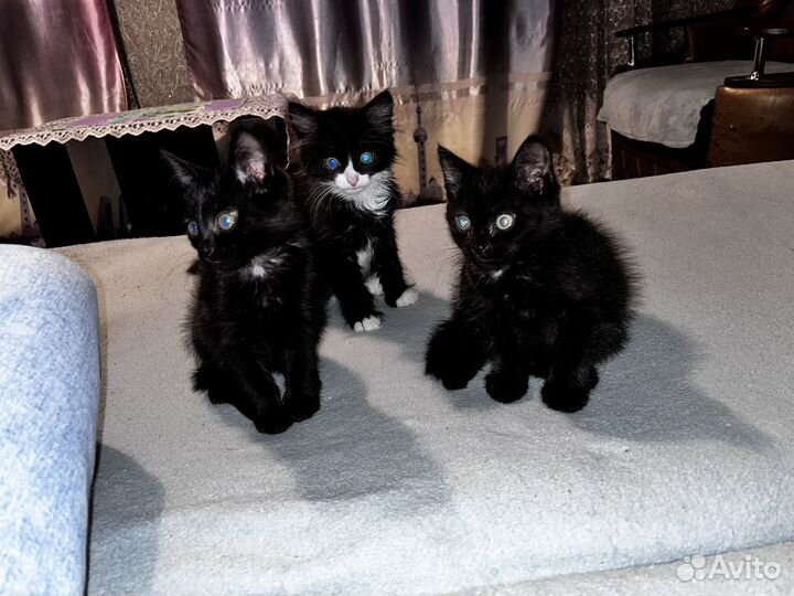 Котята отдам даром