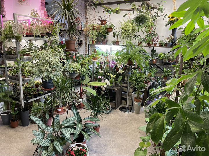 Комнатные растения, цветы