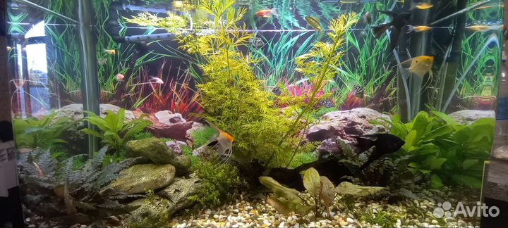 Sobo Aquarium