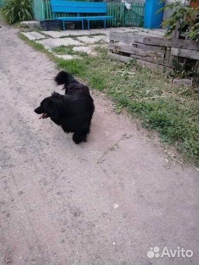 Маленькая собака в добрые руки