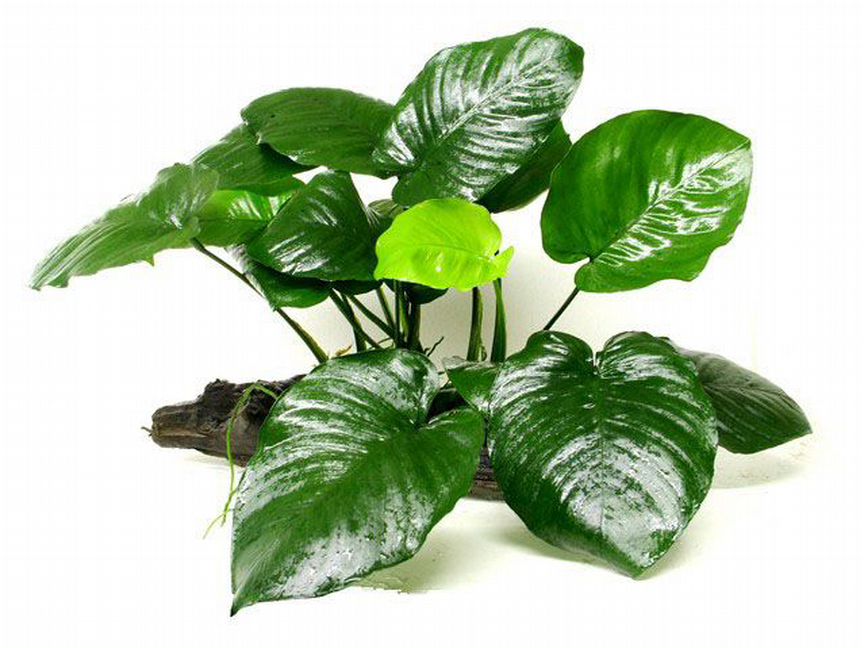 Анубиас Бартери (Anubias barteri var. Barteri)