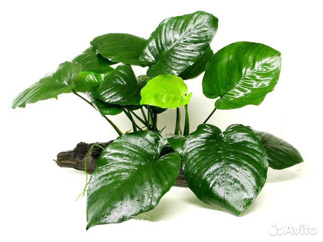Анубиас Бартери (Anubias barteri var. Barteri)
