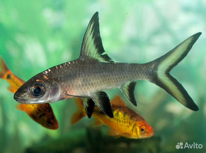 Барбус Акулий Балу (Balantiocheilos melanopterus)