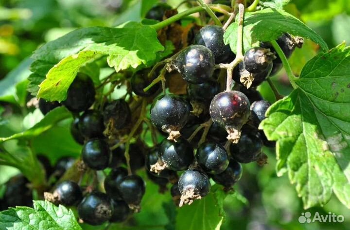 Саженцы смородины