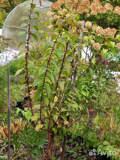 Крыжовник штамбовый