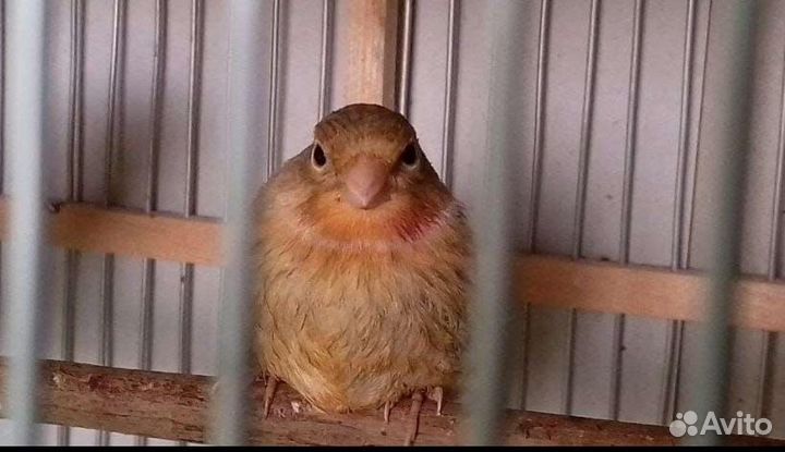 Канарейки овсяночного напева