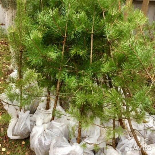 Саженцы деревьев сосны, берёзы, дуб