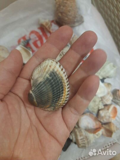 Ракушки морские