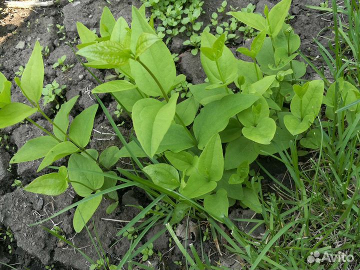 Клематис манчжурский