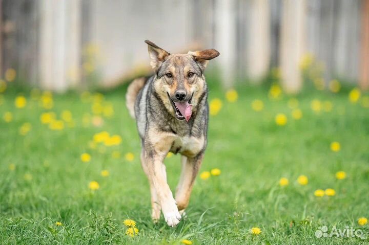 Собака в добрые руки