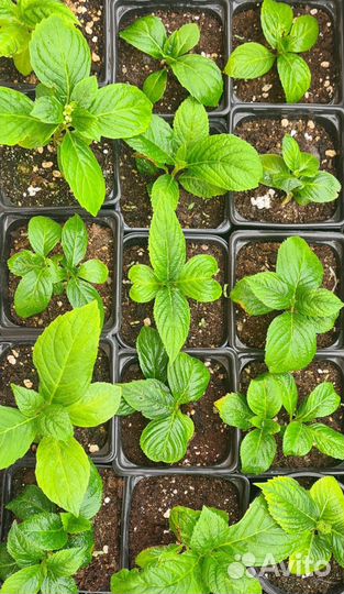 Гортензия бесконечное лето