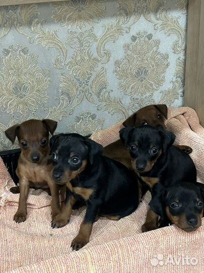 Щенки цвергпинчера