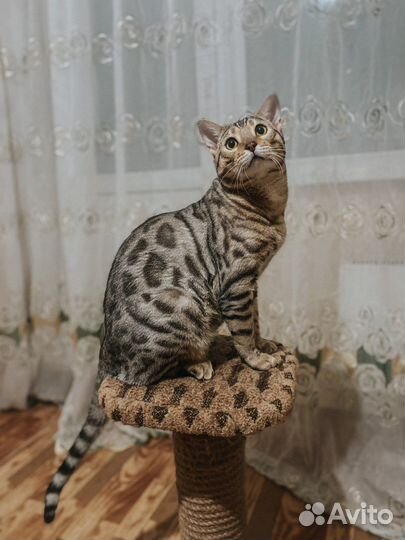 Бенгальский кот вязка