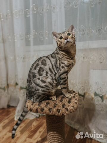 Бенгальский кот вязка