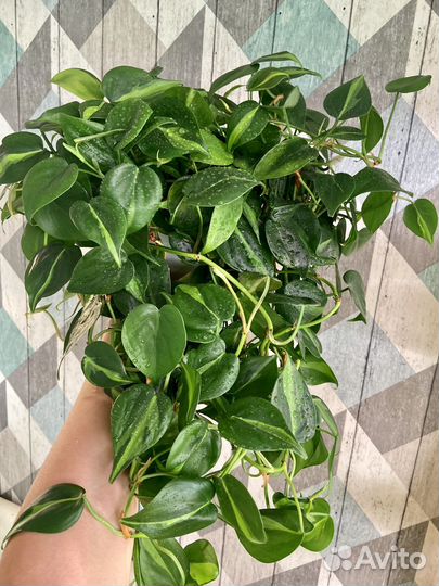 Растения на срез: филодендроны,сциндапсусы и др