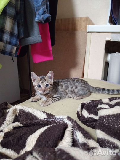 Бенгальский котенок