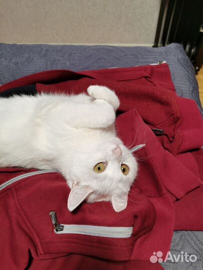 Кошка турецкая ангора