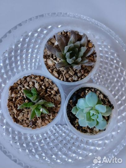 Эпипремнум