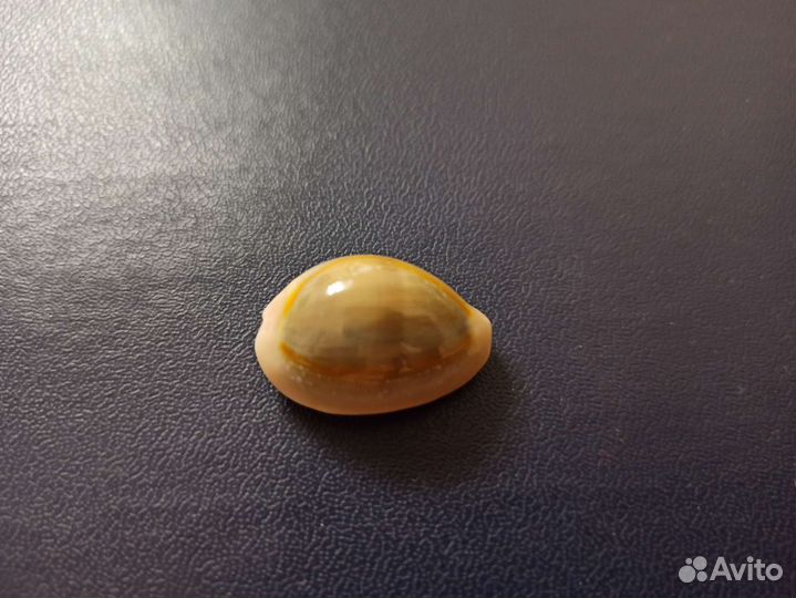 Морская раковина