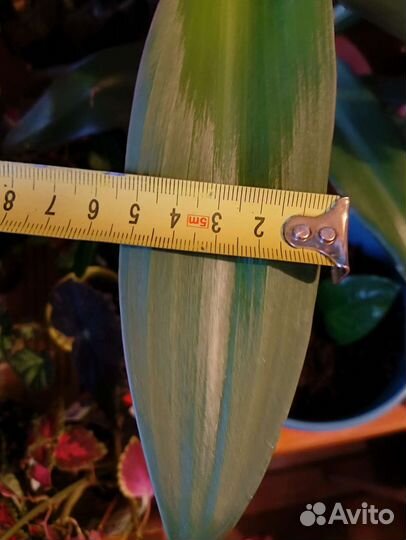 Традесканция рео